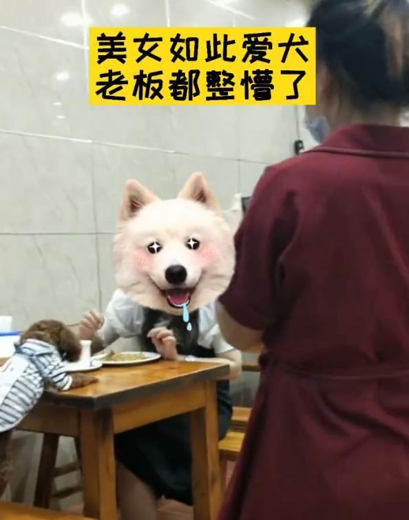 狗狗上餐桌与人同吃,饭店老板懵了,网友:再也不去了