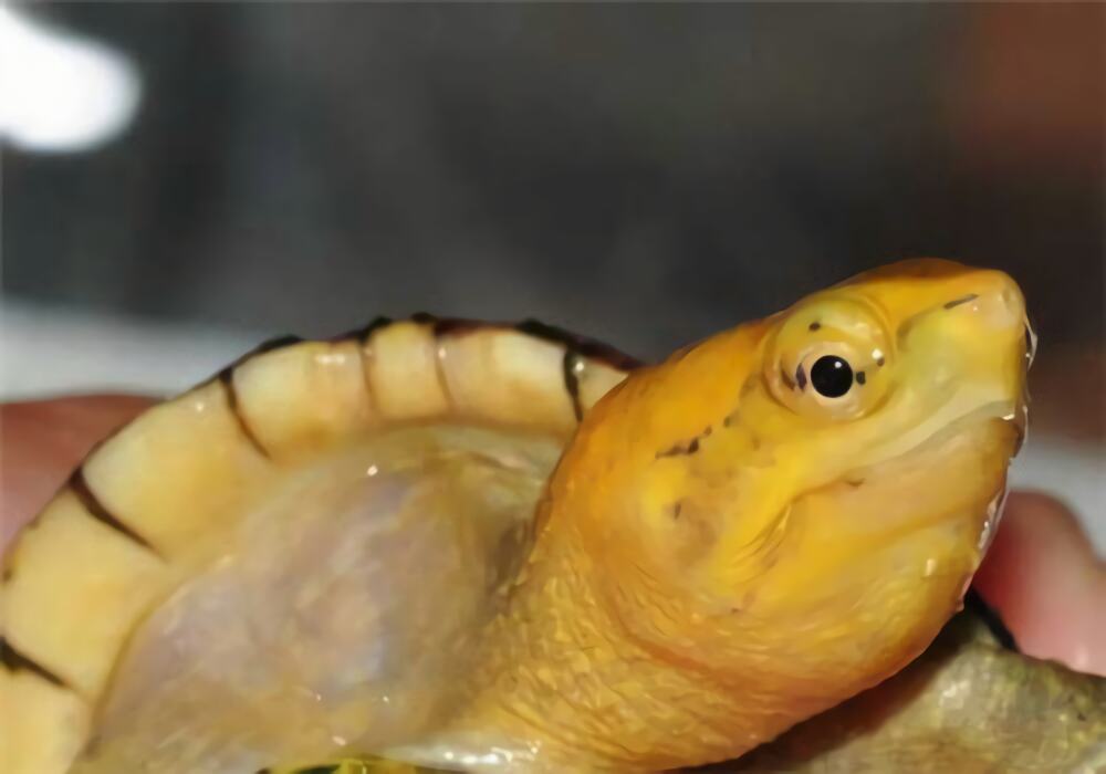 白唇泥龟身份信息