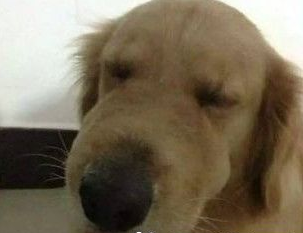 金毛犬一口咬下仙人掌 狗脸肿的像猪头