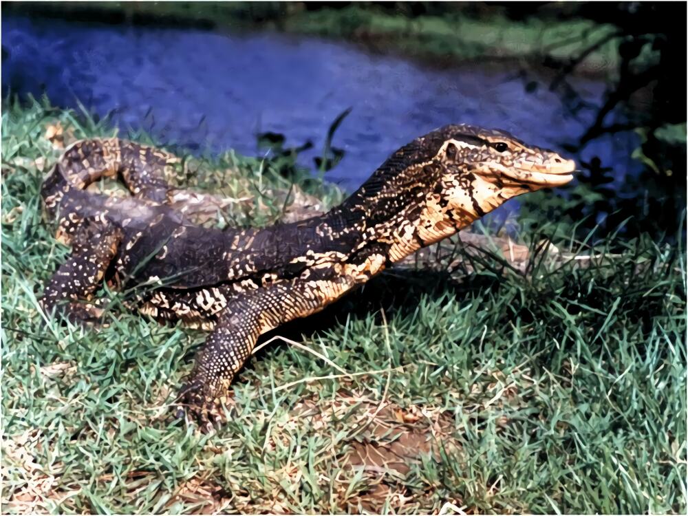 白条草蜥身份信息