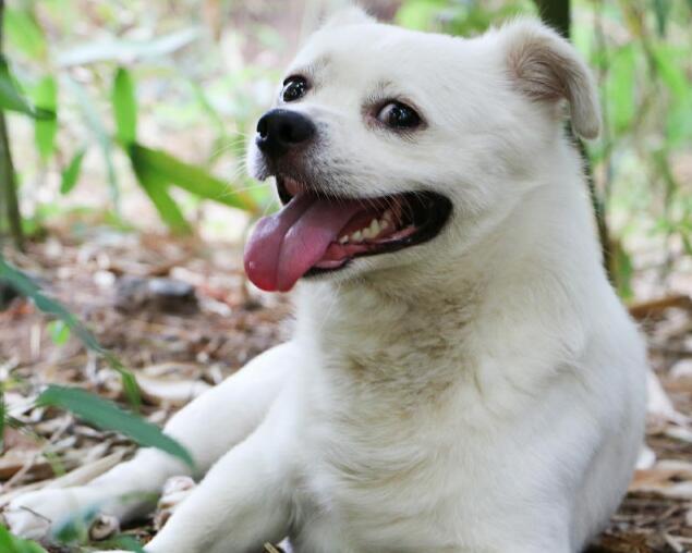 中华田园犬那么优秀,养的人依旧不多