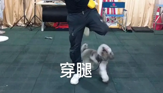 贵宾犬出现分离焦虑,广州专业训犬学校通过什么方法训练纠正