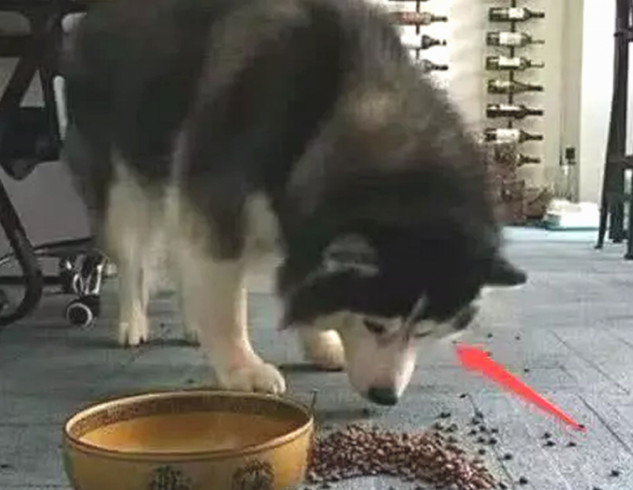 主人踢倒二哈的犬粮,狗狗龇牙大吼,下一秒的行为令人笑喷了