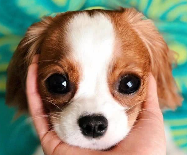 超迷你小猎犬拥有水汪汪大眼逆龄童颜让网友全融化