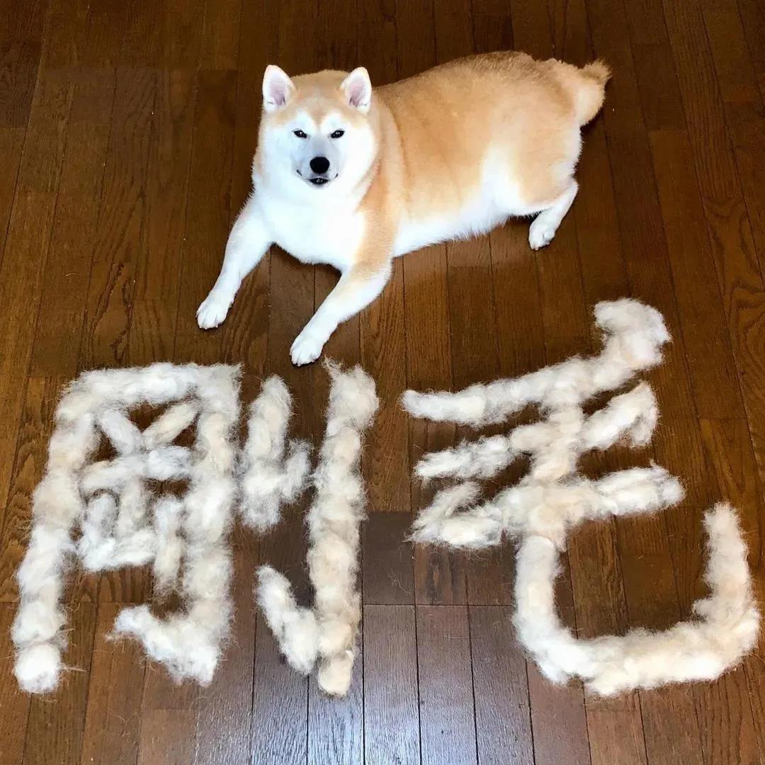 家里疯狂掉毛的狗子竟让铲屎官成了一个书法家!