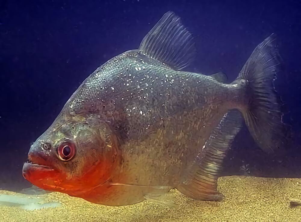 食人鲳身份信息