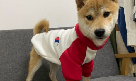 柴犬的睡姿挺“妖媚”,好像个妙龄女子一样,太讨人喜欢了