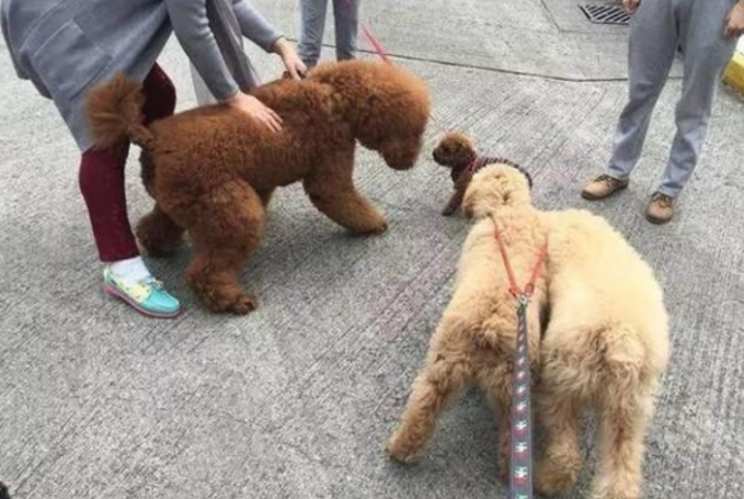 泰迪犬大街上乱认亲朋好友,铲屎官拉都拉不了,场景真是太逗