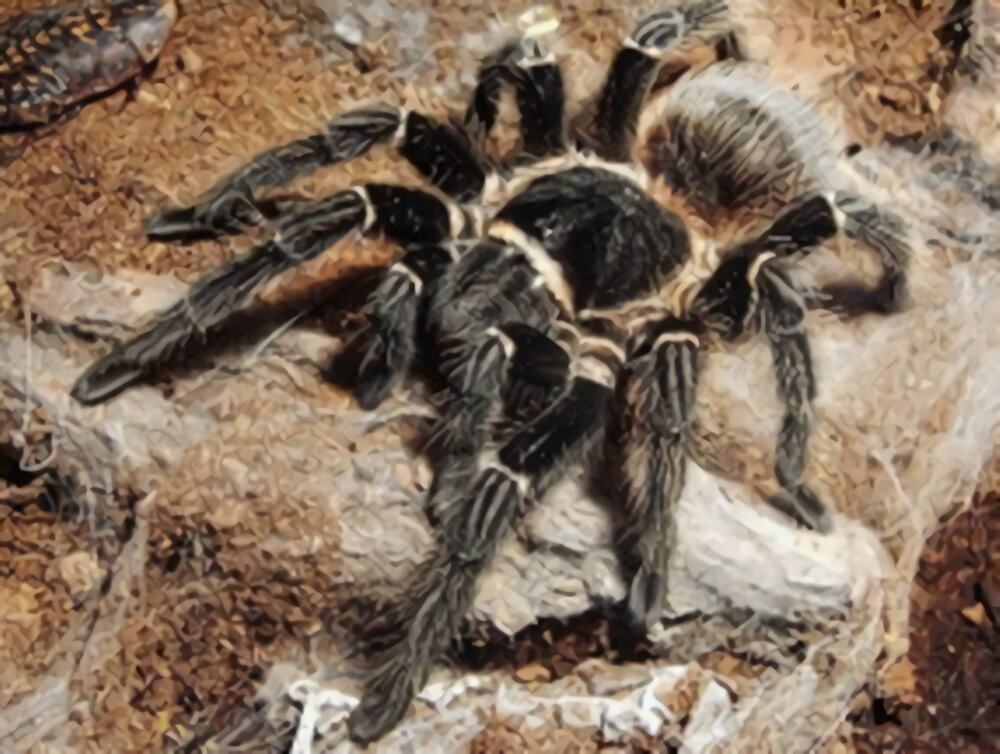 巴伊亚猩红食鸟身份信息