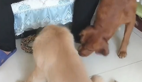 狗狗羡慕嫉妒主人的酸牛奶，却被主人措不及防搞怪，狗狗心痛一地