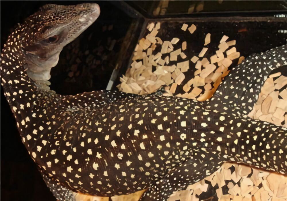 萨氏巨蜥身份信息