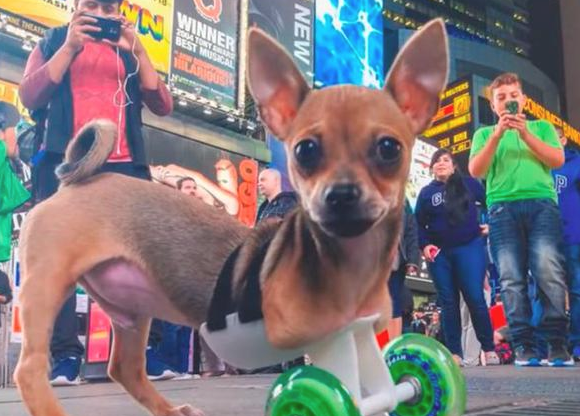 狗狗残疾被丢垃圾箱，女生捡回家了却遭反对，它的行为最后让爸接纳