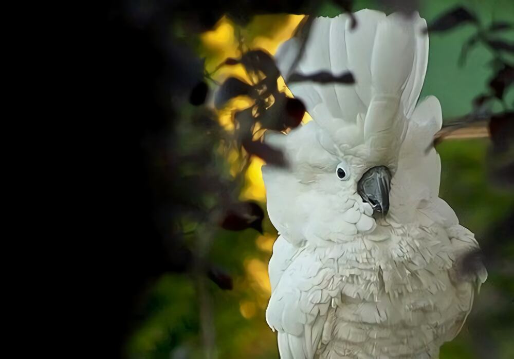 雨伞凤头鹦鹉身份信息