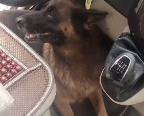 饲养员要退伍了，警犬不舍跑到车上待着，还挡住司机不让他开车！