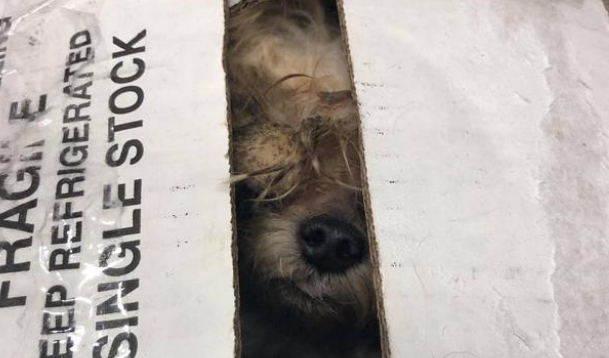 主人生娃后丢弃养了9年狗狗，好心人收养后发现是超美狗狗