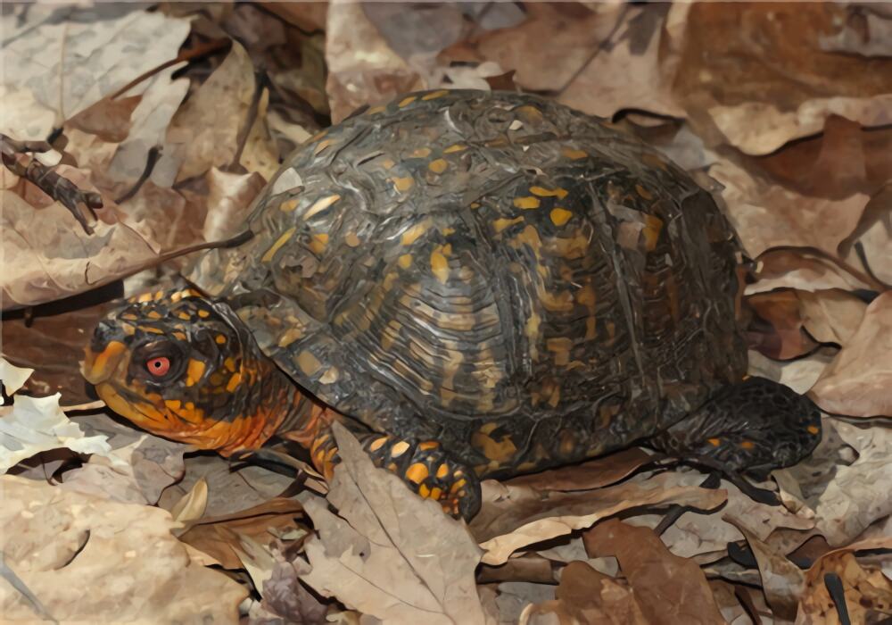 东部箱龟身份信息