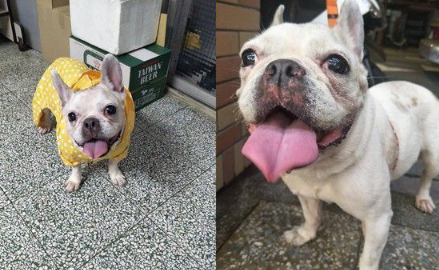 斗牛犬看见疑似前主人的背影 发现认错后失望流泪