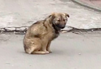 狗狗脖子被割烂受伤,却不让任何人靠近施救