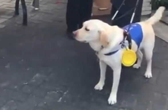 导盲犬扔下主人家独自一人玩耍,是狗狗职业道德规范的缺少,還是另有隐情