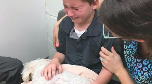 贵宾犬肾衰竭快不行,安乐死时男孩儿恳求要怀着它:我永远爱你!
