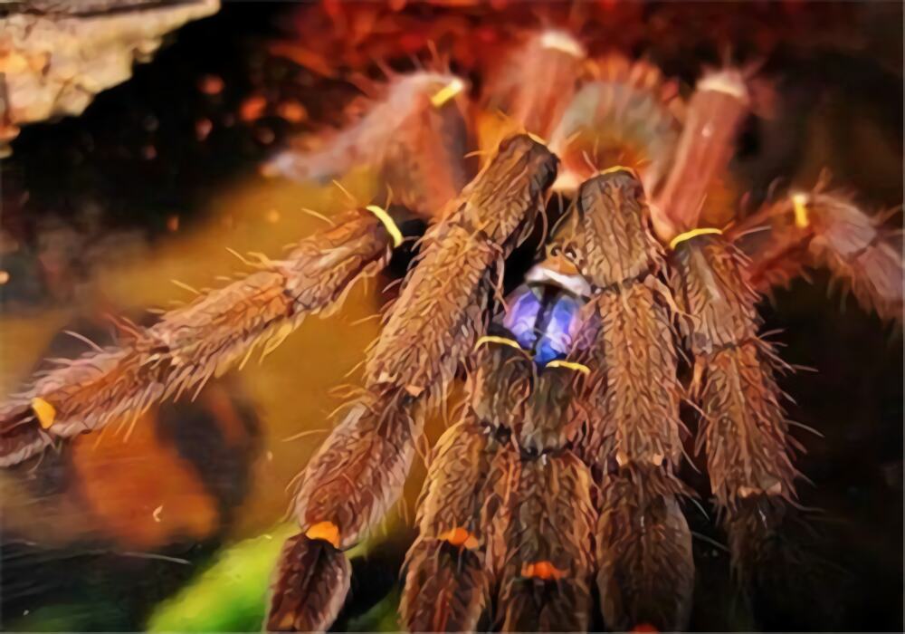 法属圭亚那蓝牙身份信息