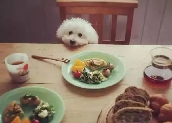 狗子挑食的深层次原因你知道吗?