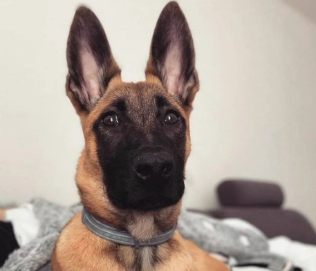 穿警服的大魔头:马犬,从小喽啰到C位的逆袭