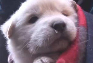 流浪犬送去狗崽后离去，漂亮美女偷偷追踪，见到的一幕禁不住痛哭！