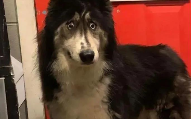 哈士奇因太丑被抛弃,网友:这么可爱的狗子,给我养啊!