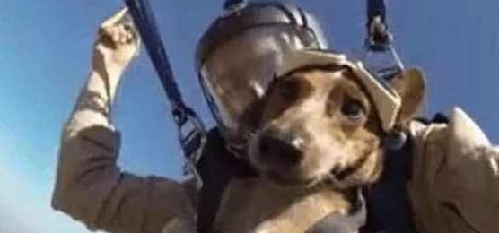 实力坑狗!主人带爱犬跳伞,狗子落地后……