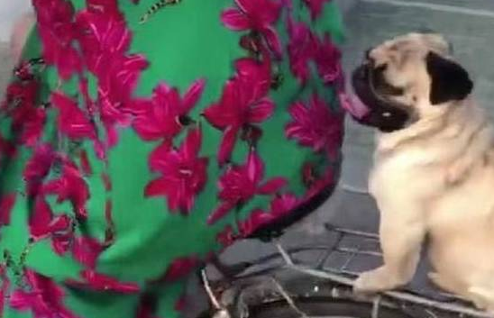 你家狗狗喜欢坐在自行车吗?这只巴哥犬表现萌炸了!