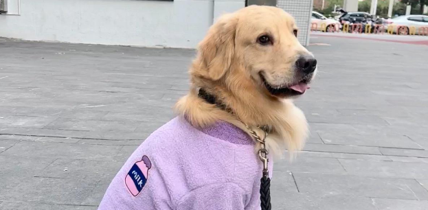 大学生兴起免费帮陌生人遛狗，金毛主人：遛了一个半小时，狗狗笑得嘴都合不上了