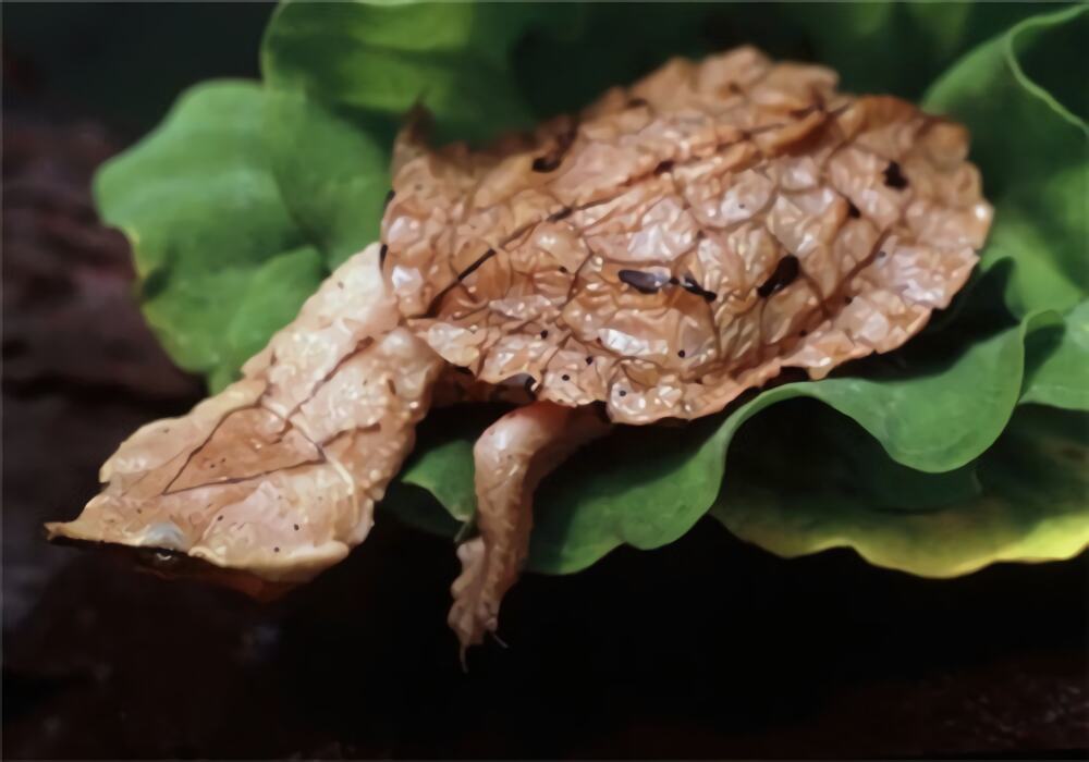 枯叶龟身份信息