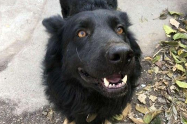 可怕野生狼竟是牧羊犬,被救时浑身是伤,志愿者忍不住落泪