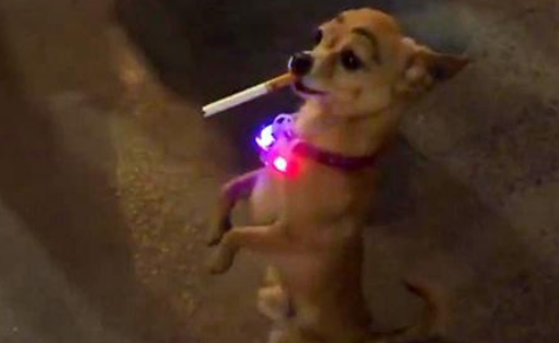 主人花钱为狗纹眉,让其叼烟拍照惹争议,网友:考虑过狗的感受吗