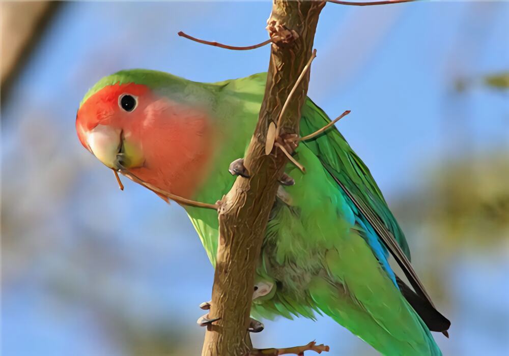 桃面爱情鹦鹉身份信息