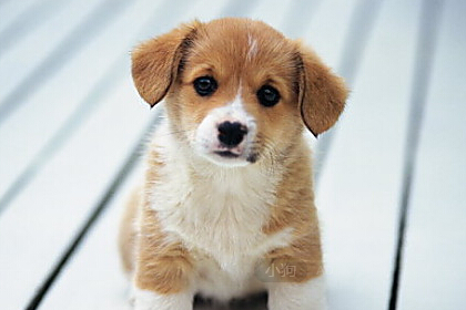 英国一狗狗才智过人 智慧堪比18个月的婴儿