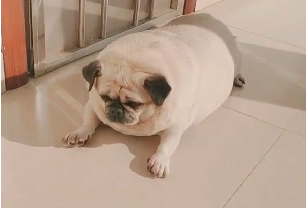 嫌狗太胖送回乡下减肥,半年后去接回来一看主人没办法淡定了
