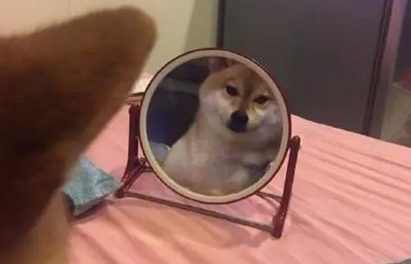 柴犬一直在镜子前显摆,主人凑近一看忍不住笑掉大牙