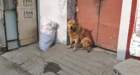 土狗老往外跑,网友一气之下把它轰出去了,它却害怕跑去旅游