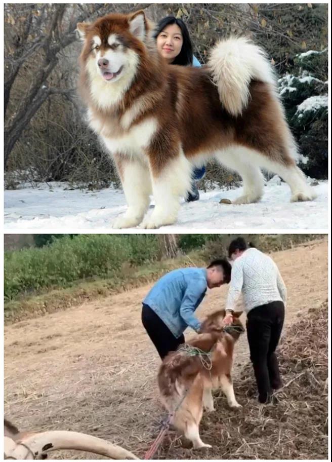 狗狗回乡过年前后大对比：你谁啊？我家狗呢！