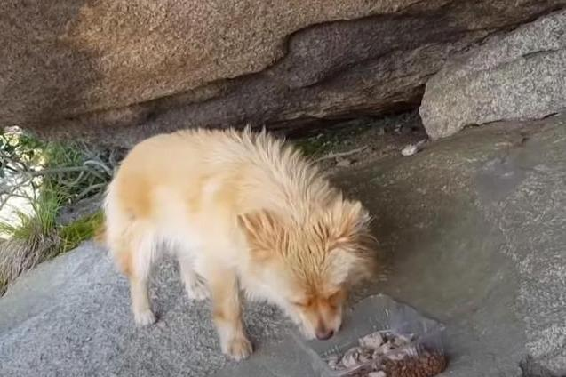 山顶住着一只流浪狗,两年来不肯下山,主人没安好心,它却很忠诚