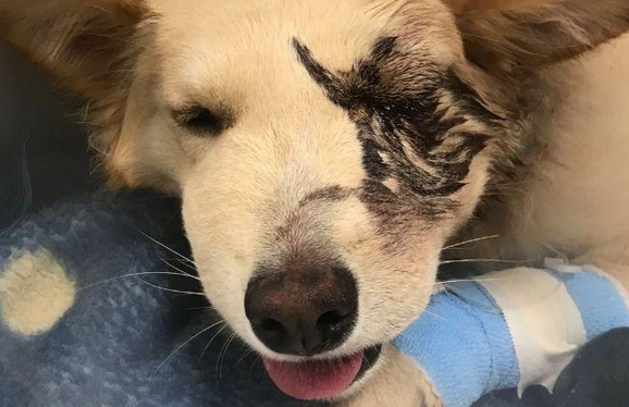 狗狗出门时被蛇咬了，主人家网上进行寻求帮助，却遭受了网民们的提出质疑