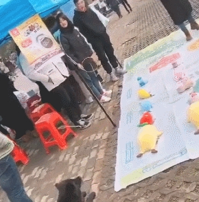 街头套陷阱了条小黑狗,狗狗那时候就蒙了:“我它汪的有家了?”
