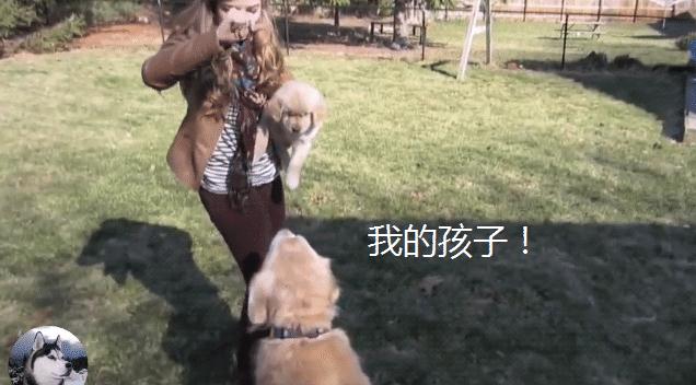 金毛宝宝被领养,结果它追出几百米远,狗妈:保护不了你了