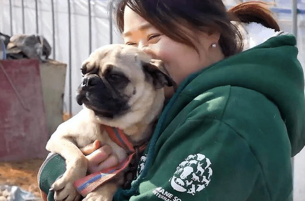 小狗从狗肉场逃走后,没忘掉它的弟兄,巧遇救援人员又重返现场!