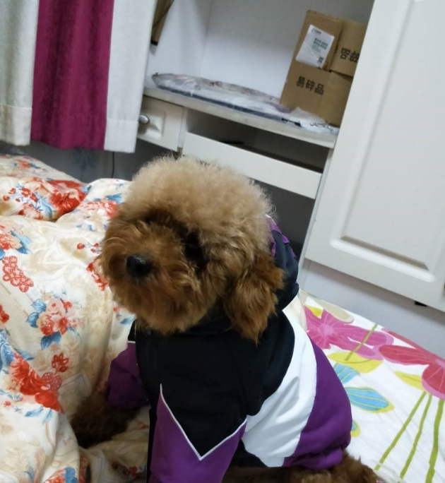 可爱的泰迪犬深受主人的眷顾,当说起它的经历时,人们都心酸了