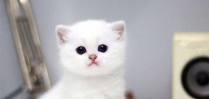 狗狗掉毛程度 | “我家狗/猫掉毛太多怎么办!”先别急,你知道掉多少毛算多吗?