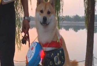 主人家摆地摊卖包,每一次都拿柴犬当“衣服架”,强迫运营的耗子好萌