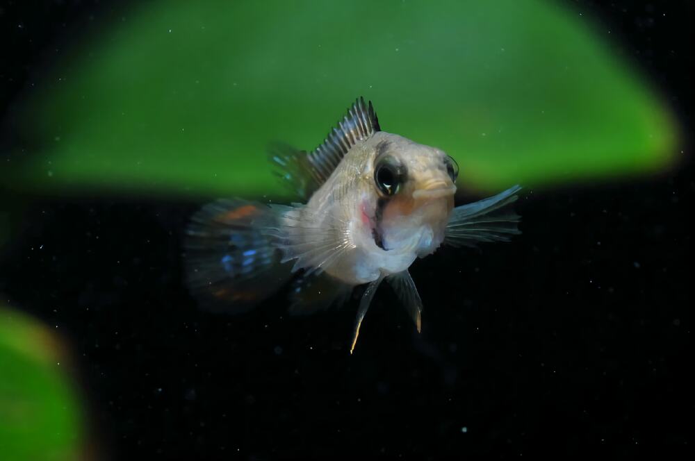 霸王短鲷身份信息